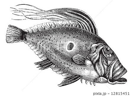 John Dory or Saint Pierre Fish or Saint Peter Fish or Zeus faber 12815451