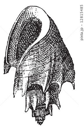 Hebrew Volute or Voluta hebraea, vintage engraving 12815485