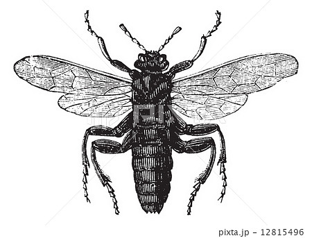 Elm Sawfly or Cimbex ulmi vintage engraving 12815496