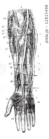 Volar aspect of the forearm (right side), vintage engraving. 12815498