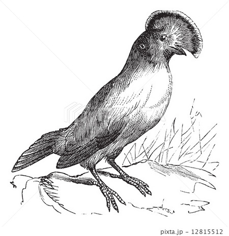 Guianan Cock-of-the-rock or Rupicola rupicola vintage engraving 12815512