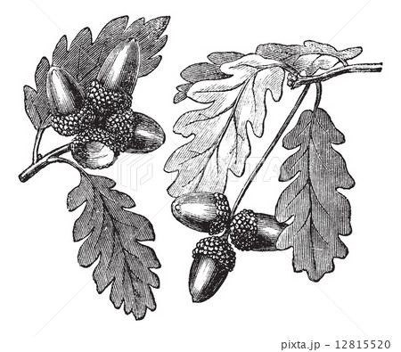 English Oak vintage engraving English Oak vintage engraving 12815520