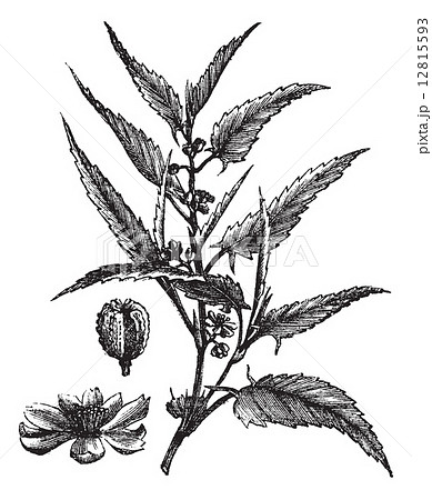 Jute or Corchorus capsularis or Corchorus olitorius vintage engr 12815593