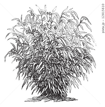 Job's Tears or Coixseed or Tear Grass or adlay or adlai or Coix 12815610