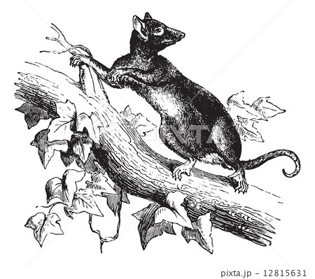 Opossum or Possum, vintage engraving. 12815631
