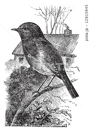 European Robin or Erithacus rubecula vintage engraving 12815645