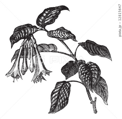 Fuchsia fulgens vintage engraving 12815647