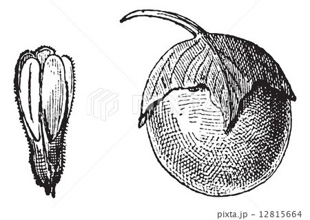 Mandrake or Mandragora sp., vintage engraving 12815664