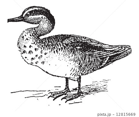 Common Teal or Anas crecca vintage engraving 12815669
