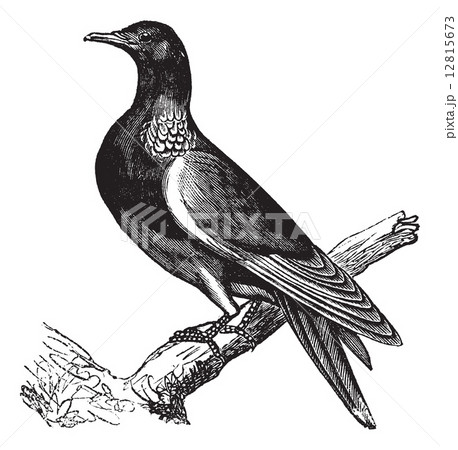 Common Wood Pigeon (Columba palumbus) or Culver, vintage engravi Common Wood Pigeon (Columba palumbus) or Culver, vintage engravi 12815673