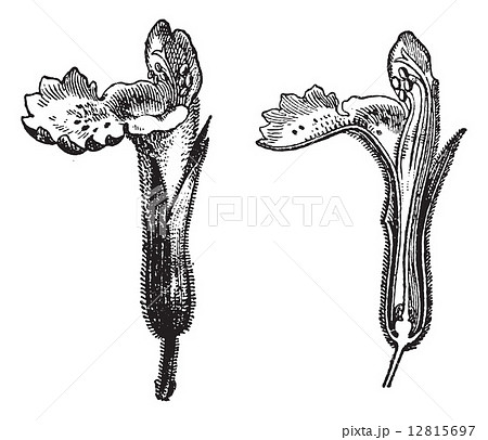 Labiatae, Nepeta cataria, vintage engraving. 12815697