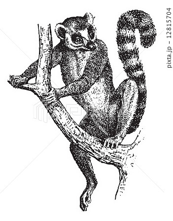 Ring-tailed Lemur or Lemur catta, vintage engraving 12815704