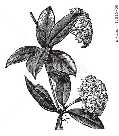Hoya carnosa or wax plant vintage engraving 12815709