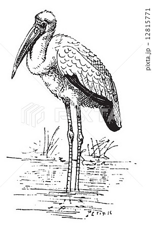 Yellow-billed Stork or Mycteria ibis vintage engraving 12815771