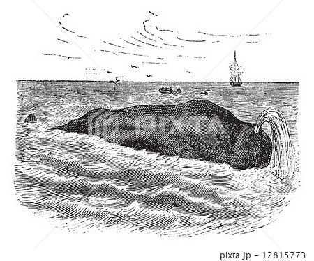 Sperm whale or Physeter macrocephalus, marine, mammal, vintage e 12815773