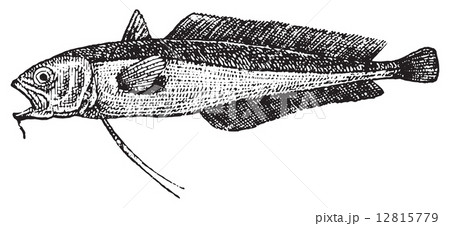 Phycis, vintage engraving. 12815779