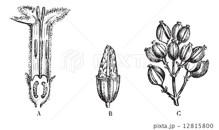 Cinchona calisaya, vintage engraving. 12815800