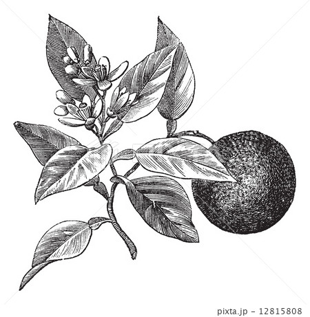 Sweet orange or Citrus aurantium, isolated on white, vintage eng Sweet orange or Citrus aurantium, isolated on white, vintage eng 12815808