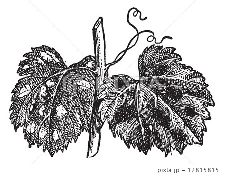 Powdery Mildew or Blumeria graminis, vintage engraving 12815815