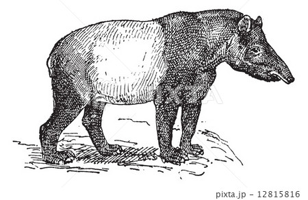 Tapir vintage engraving 12815816