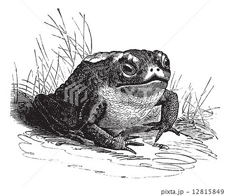 Common Toad or Bufo sp. vintage engraving Common Toad or Bufo sp. vintage engraving 12815849