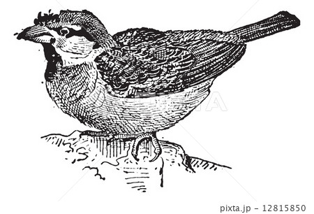 Sparrow or Passer sp., vintage engraving 12815850