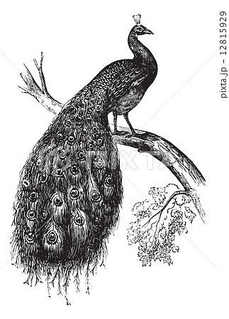 Indian Peafowl or Blue Peafowl or Pavo cristatus, vintage engrav 12815929