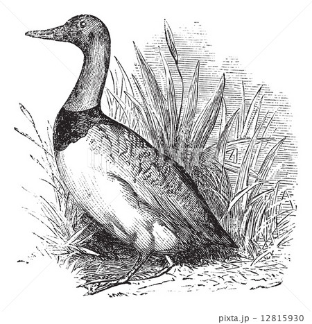 Common shelduck or tadoma tadoma vintage engraving Common shelduck or tadoma tadoma vintage engraving 12815930