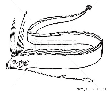 Fins, of the King of Herrings or Regalecus glesne, vintage engra Fins, of the King of Herrings or Regalecus glesne, vintage engra 12815931