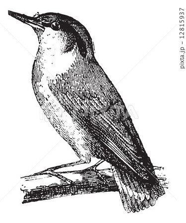 Nuthatch or Sitta vintage engraving 12815937