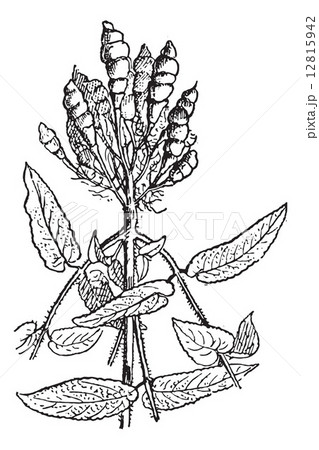 Chinese Artichoke or Stachys affinis, vintage engraving 12815942