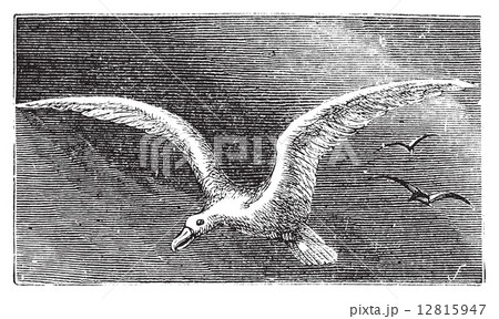 Wandering albastross, Snowy albatross, white-winged albatross or Wandering albastross, Snowy albatross, white-winged albatross or 12815947