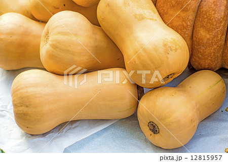 squash Butternut 12815957
