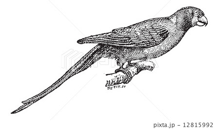 Narcissus Flycatcher or Ficedula narcissina, vintage engraving Narcissus Flycatcher or Ficedula narcissina, vintage engraving 12815992