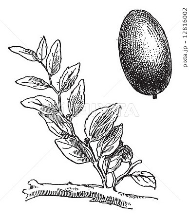 Jujube or Ziziphus zizyphus, vintage engraving. 12816002