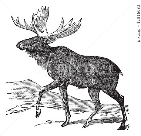 Moose or Eurasian Elk or Alces alces, vintage engraving 12816033
