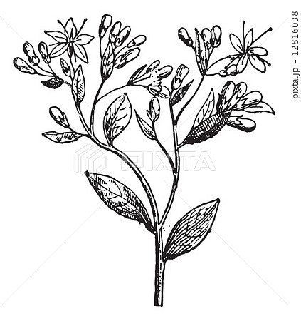 Sedum or Stonecrops, vintage engraving. 12816038