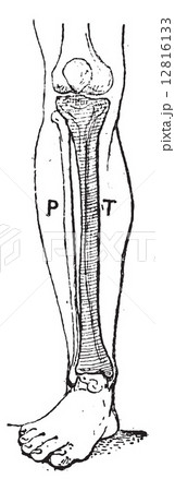 Tibia, vintage engraving. Tibia, vintage engraving. 12816133