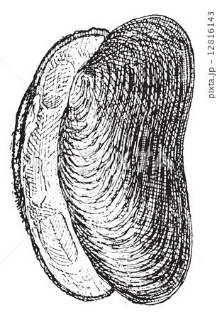 River Mussel or Unio sp., vintage engraving 12816143