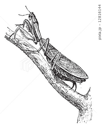 Praying Mantis or Mantis religiosa, vintage engraving 12816144