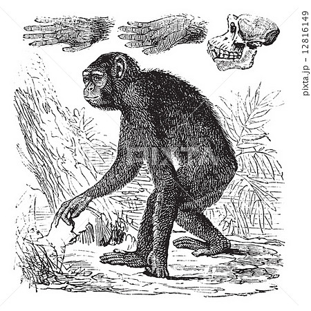Chimpanzee or Pan troglodytes vintage engraving Chimpanzee or Pan troglodytes vintage engraving 12816149