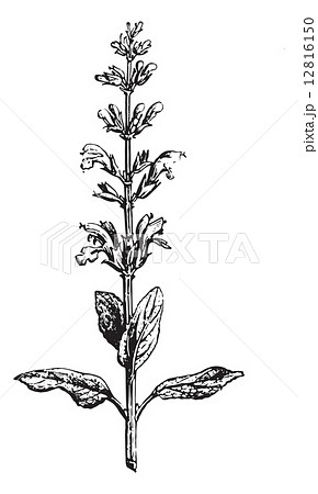 Sage or Salvia, vintage engraving. 12816150