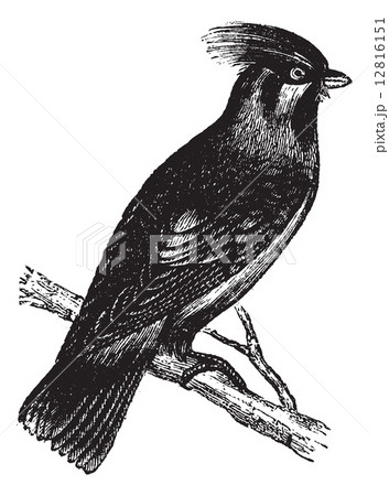 Bohemian Waxwing or Bombycilla garrulus vintage engraving 12816151