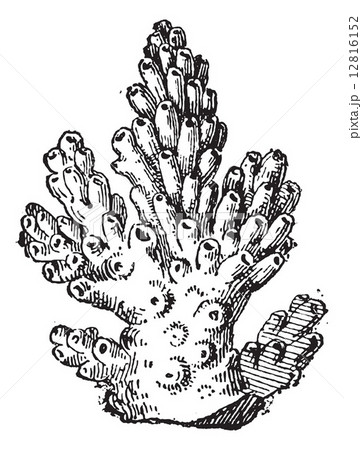 Coral or Anthozoa, vintage engraving Coral or Anthozoa, vintage engraving 12816152