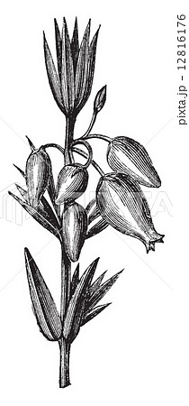Bell heather or Erica cinerea, leaves, flowers, vintage engravin 12816176
