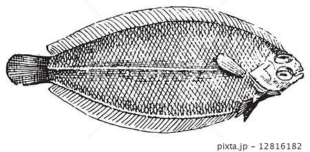 Plaice, vintage engraving. 12816182