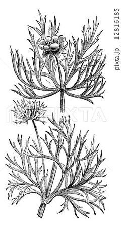 Adonis fall, vintage engraving. 12816185