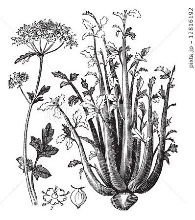 Celery or Selinon vintage engraving 12816192