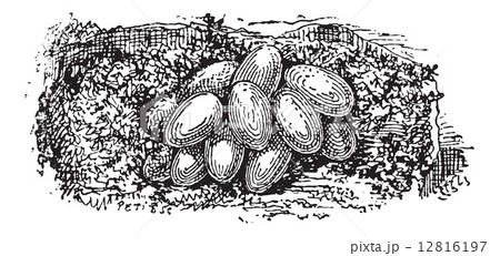 Nest of the Bumblebee or Bombus sp., vintage engraving Nest of the Bumblebee or Bombus sp., vintage engraving 12816197