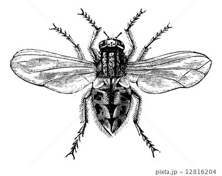 Housefly (Musca domestica) or Common housefly, magnified, vintag 12816204